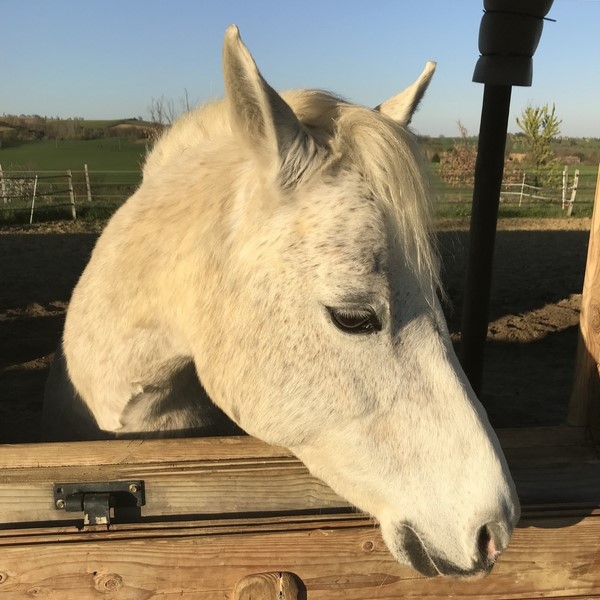 portrait du poney Litchie