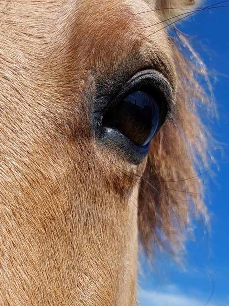 Oeil de Poney