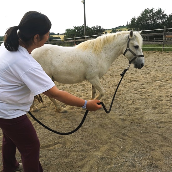 femme guidant à pied un poney dans la carrière