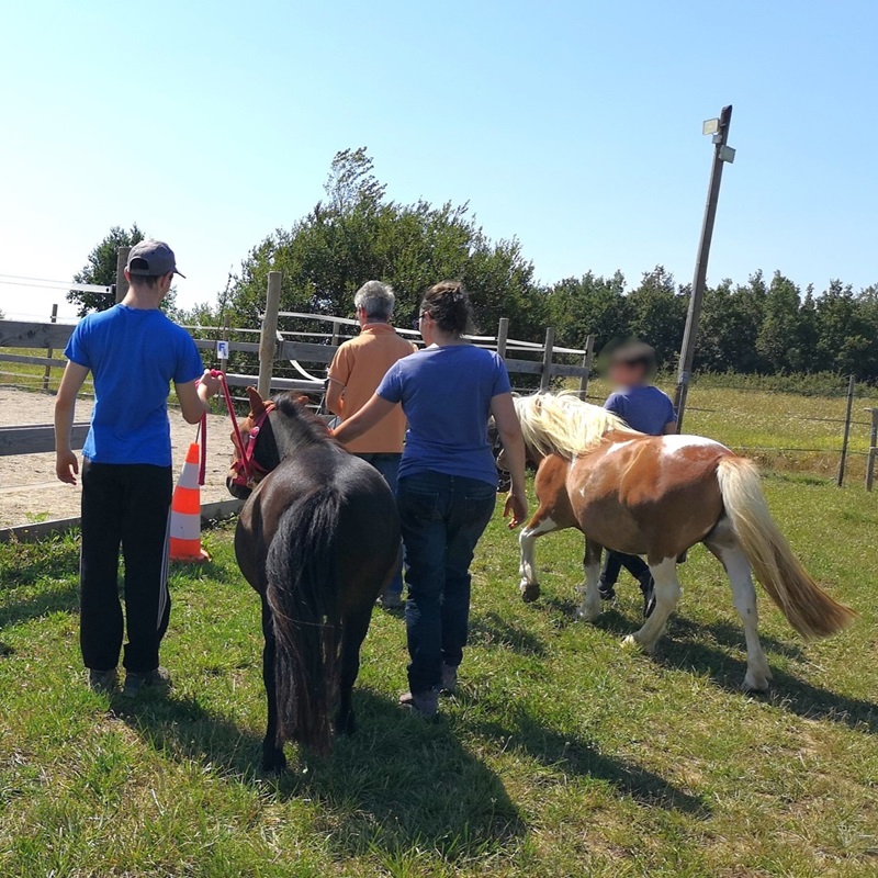 stage de poneys en famille