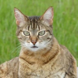 Chat Belkaline dans l'herbe