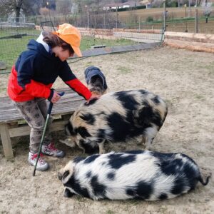 enfant porteur de handicap caressant les cochons kune kune