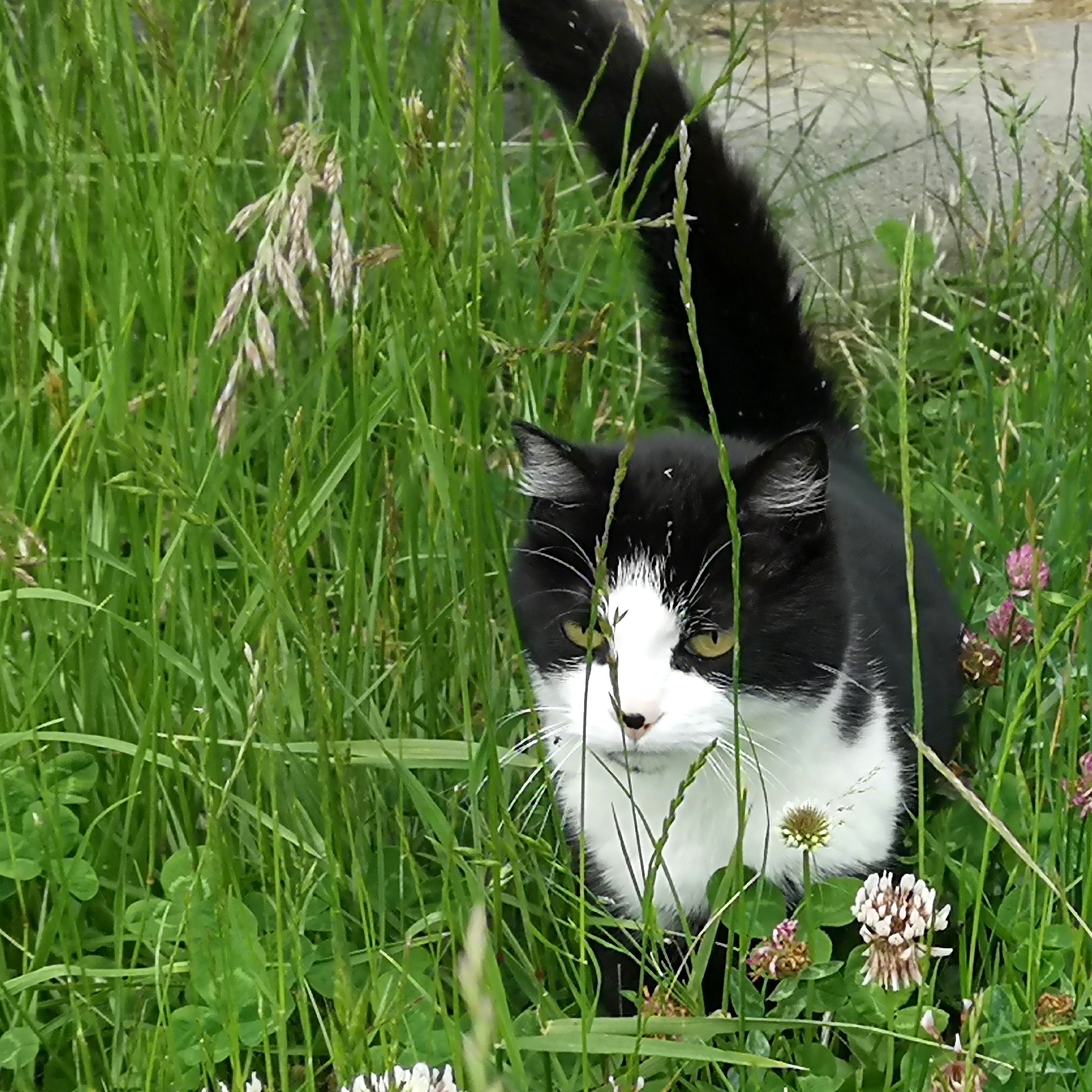 Chat dans l'herbe