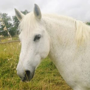 Portait du Poney Grisou