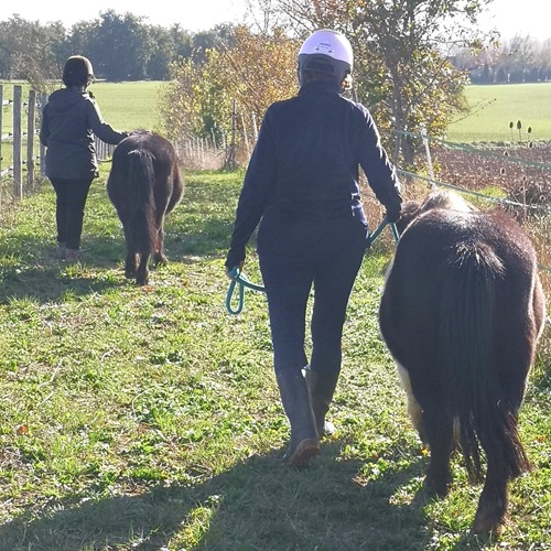 Femmes en marche de pleine conscience avec des poneys