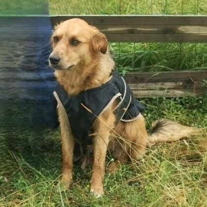 Chienne assise dans l'herbe