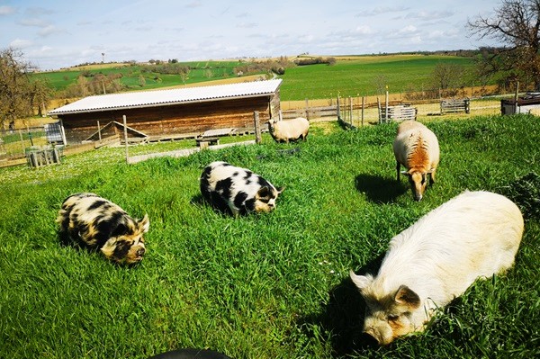 animaux de la ferme cochons moutons