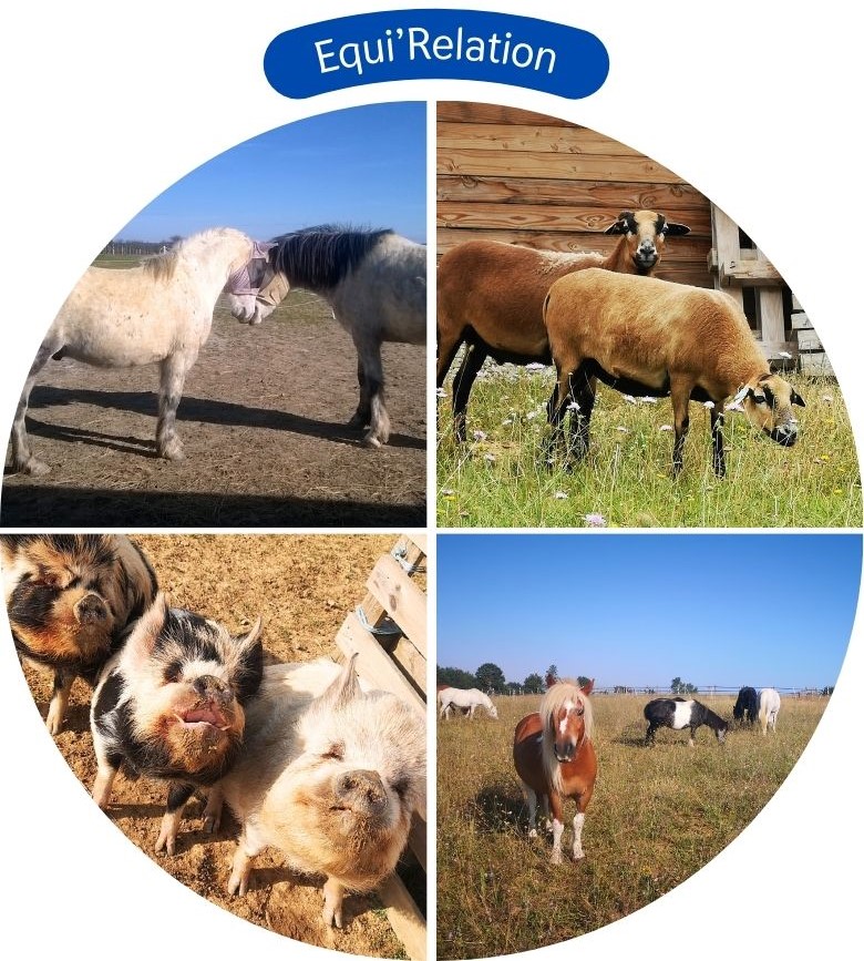 Les Animaux d'Equi'Relation