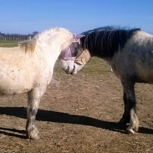 deux poneys formant un coeur