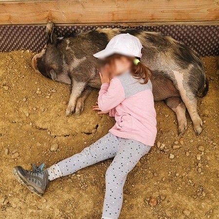 petite fille endormie sur un cochon kune kune