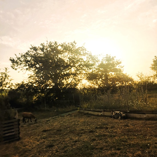 lever du soleil avec petits animaux